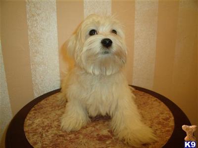 Hybrid Coton De Tulear/Maltese FABULOUS DOG